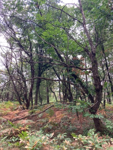 Photos 17 - Forest - FOR SALE: DECISION & CONIFIC FOREST OF APPROXIMATELY 22 HECTARES - NORTHWEST DORDOGNE - RIBERAC