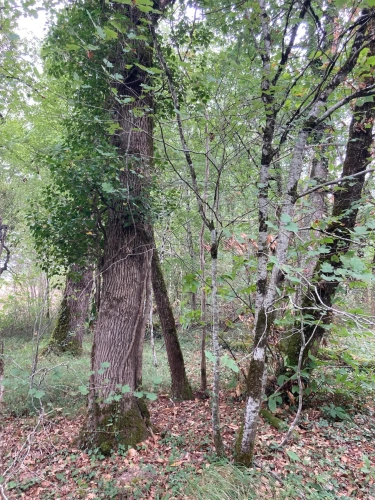 Photos 18 - Forest - FOR SALE: DECISION & CONIFIC FOREST OF APPROXIMATELY 22 HECTARES - NORTHWEST DORDOGNE - RIBERAC