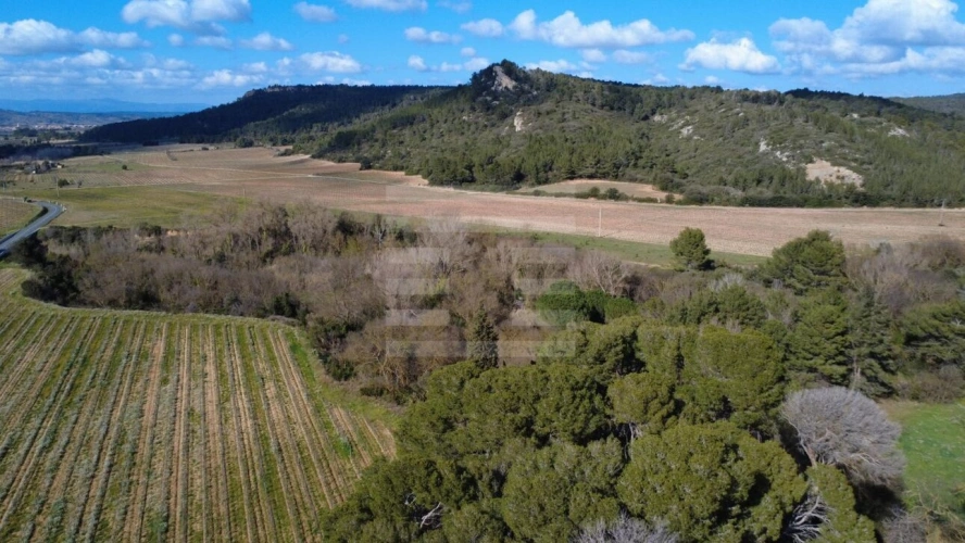 Photos 4 - Viticole - Propriété viticole