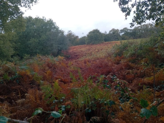 Photos 1 - Foncière - Terrain à vendre de 1,87 Ha GLOMEL (22)