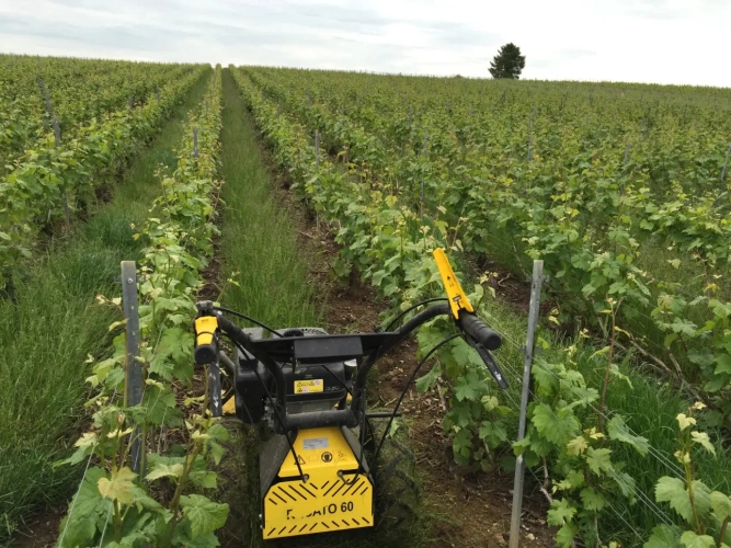 Photos 1 - Viticole - Vignes