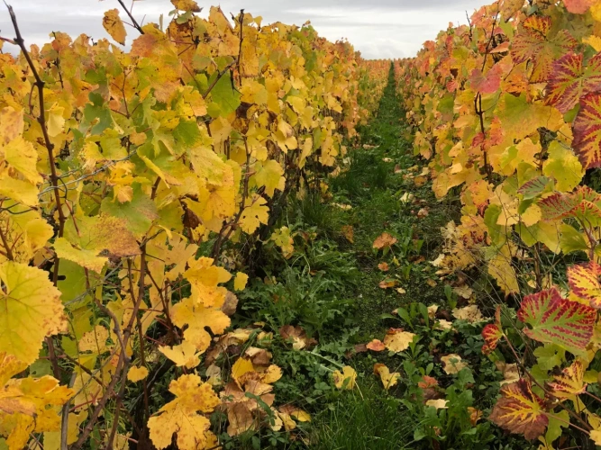 Photos 2 - Viticole - Vignes