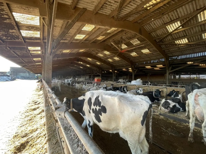 Photos 3 - Agricole - NORMANDIE - MANCHE - EXPLOITATION LAITIERE SPECIALISEE D’ENVIRON 95 HECTARES ET 1.380.000 LITRES.