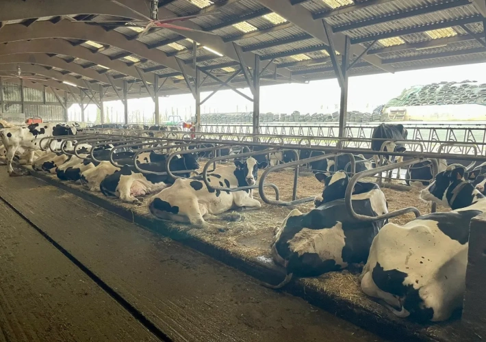 Photos 4 - Agricole - NORMANDIE - MANCHE - EXPLOITATION LAITIERE SPECIALISEE D’ENVIRON 95 HECTARES ET 1.380.000 LITRES.