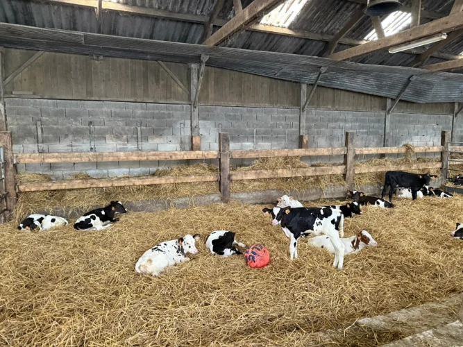 Photos 6 - Agricole - NORMANDIE - MANCHE - EXPLOITATION LAITIERE SPECIALISEE D’ENVIRON 95 HECTARES ET 1.380.000 LITRES.