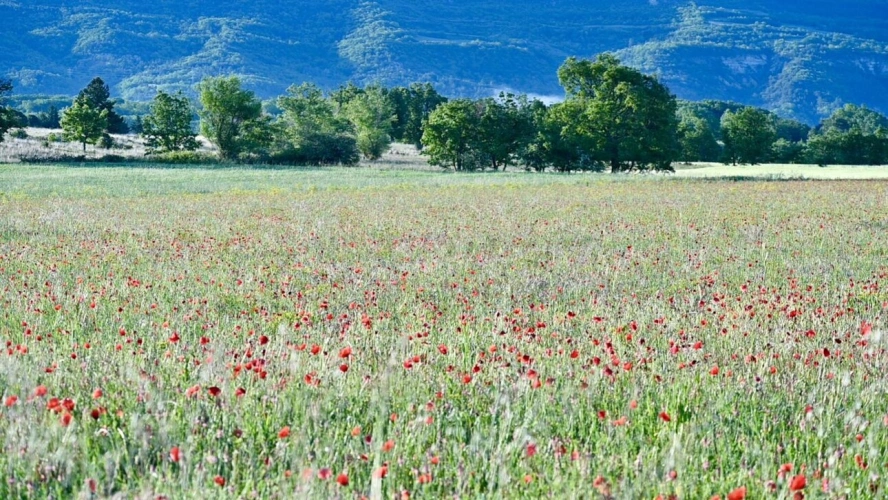 Photos 6 - Prestige - MAS RESTAURE  avec 19 Hectares  et autonome