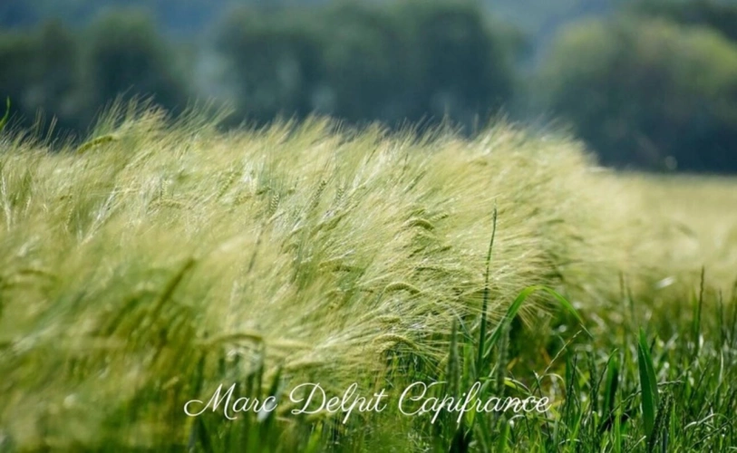 Photos 1 - Foncière - Terrain à vendre de 10 000,00 m² CLAIRA (66) Terrain Agricole ou de loisir entre Bompas et Claira