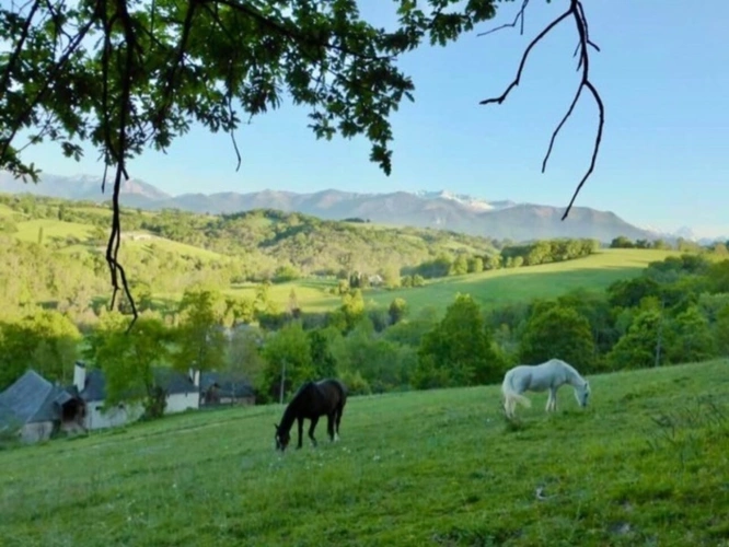 Photos 50 - Équestre - Pau (64) - À vendre Propriété de 450m2 - Forêt et prairie de 20 ha avec vue exceptionnelle sur les Pyrénées au calme
