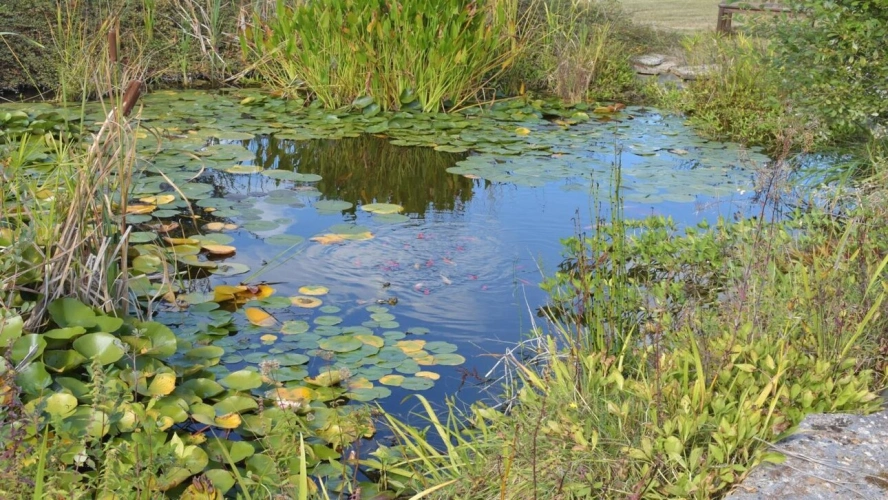 Photos 3 - Équestre - Propriété