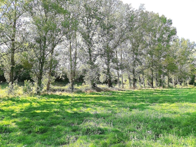 Photos 15 - Équestre - Propriété