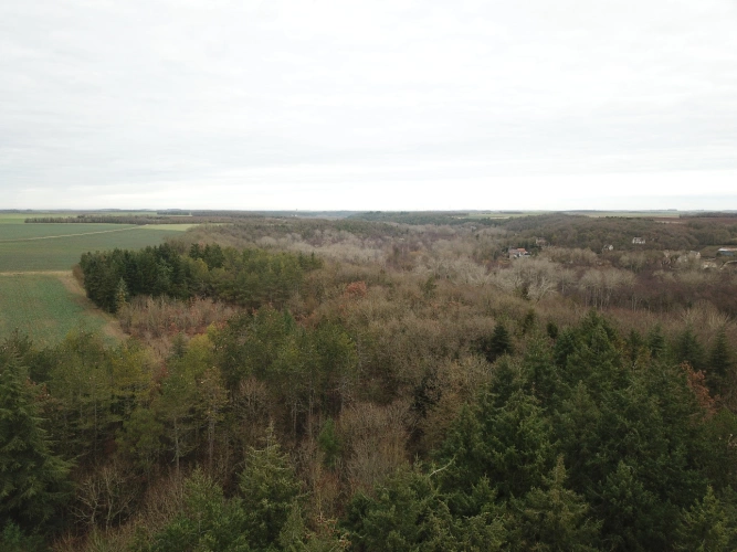 Photos 1 - Forestière - Forêt feuillue à 1 heure de Paris