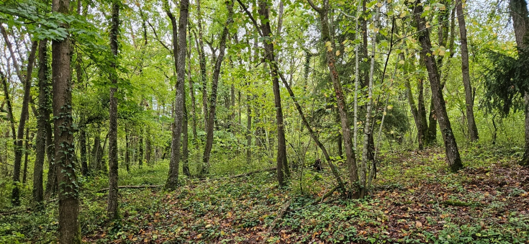 Photos 2 - Forestière - Forêt feuillue à 1 heure de Paris