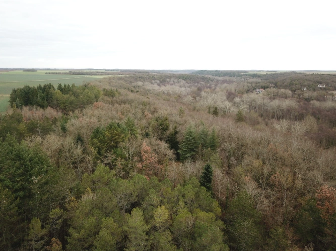 Photos 3 - Forestière - Forêt feuillue à 1 heure de Paris