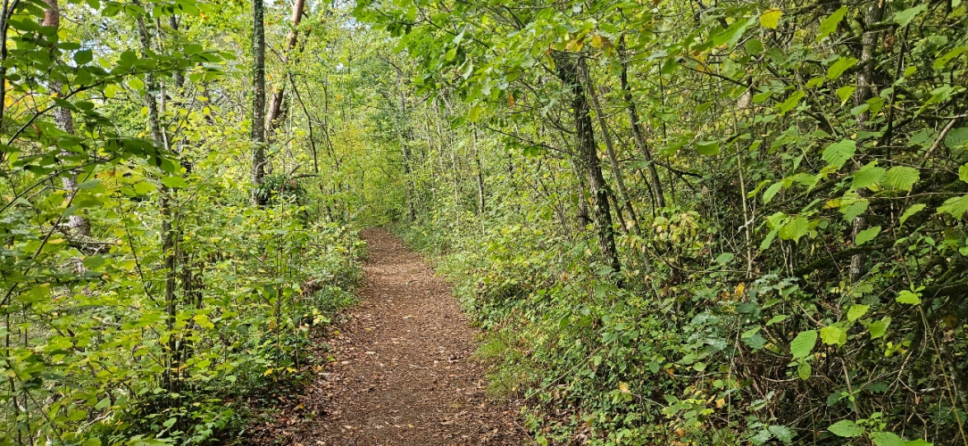 Photos 4 - Forestière - Forêt feuillue à 1 heure de Paris