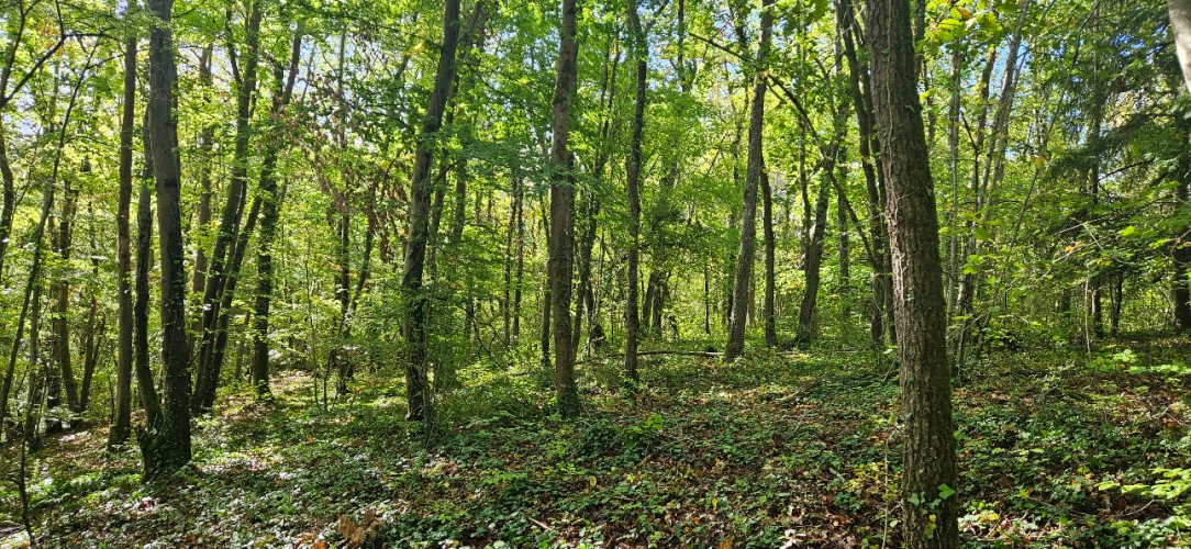 Photos 5 - Forestière - Forêt feuillue à 1 heure de Paris