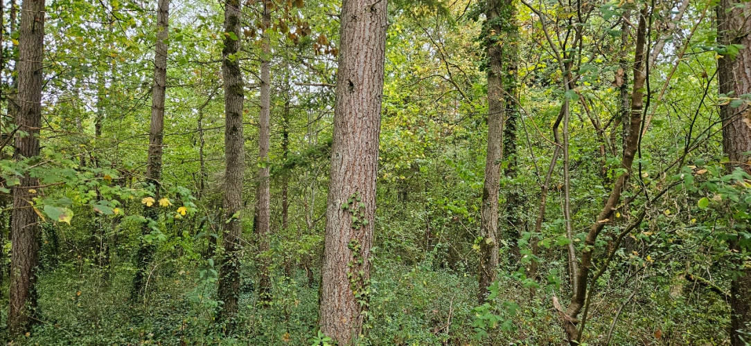 Photos 6 - Forestière - Forêt feuillue à 1 heure de Paris