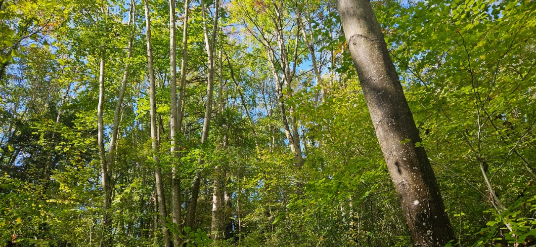 Photos 7 - Forestière - Forêt feuillue à 1 heure de Paris