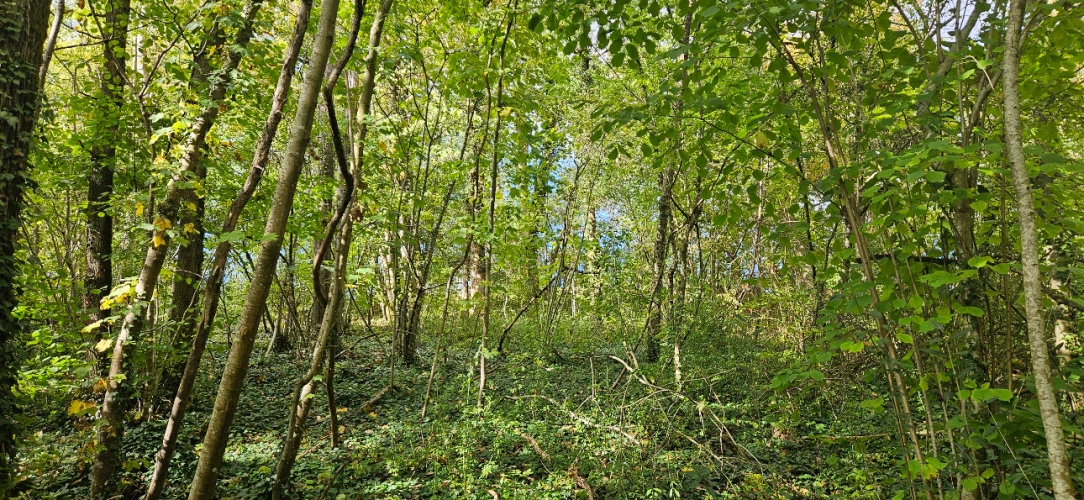 Photos 8 - Forestière - Forêt feuillue à 1 heure de Paris