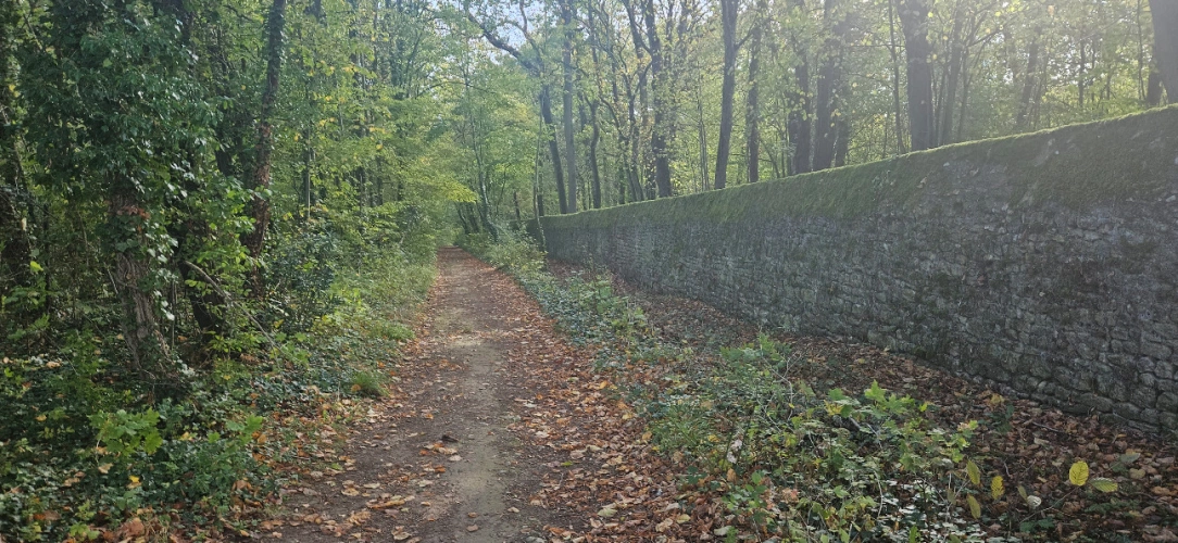 Photos 9 - Forestière - Forêt feuillue à 1 heure de Paris