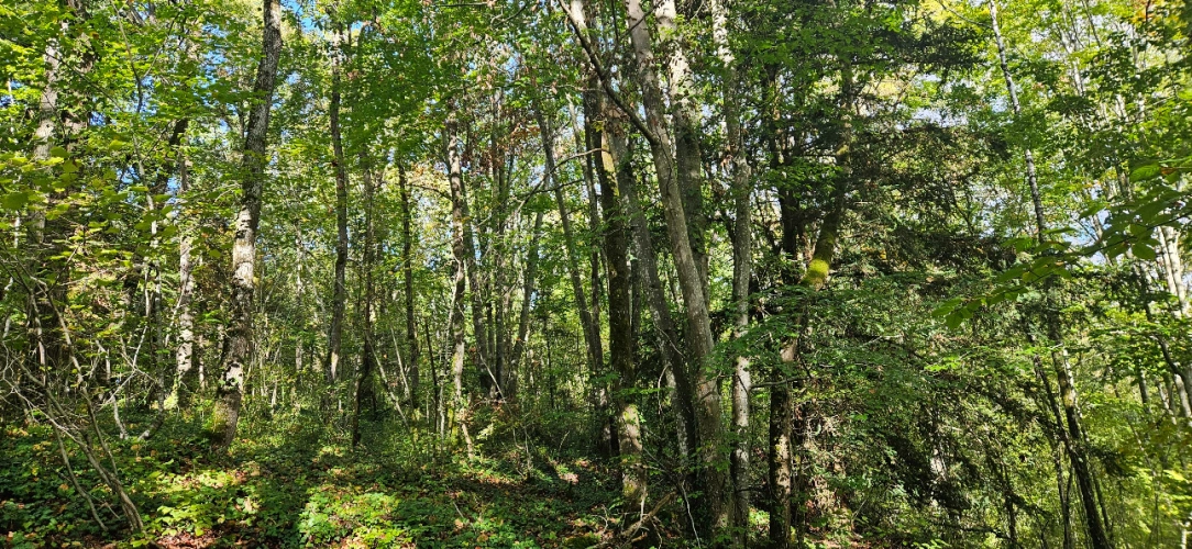 Photos 10 - Forestière - Forêt feuillue à 1 heure de Paris