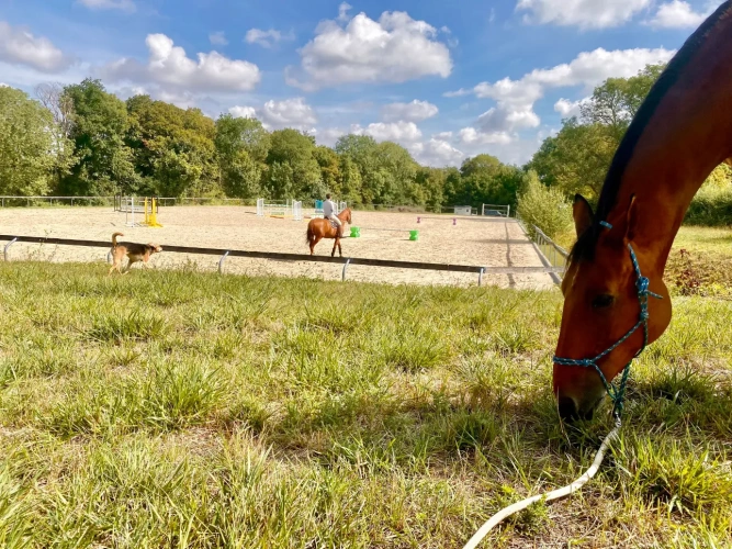 Photos 3 - Équestre - Propriété d’exception avec deux maisons et installations équestres complètes