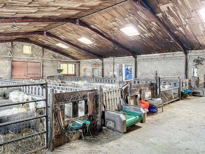 Photos 4 - Agricole - Ovins / Caprins