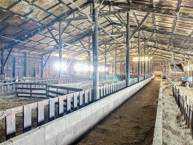 Photos 8 - Agricole - Ovins / Caprins