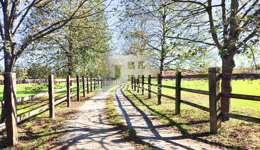 Photos 17 - Équestre - Propriété équestre d'exception 4 hectares