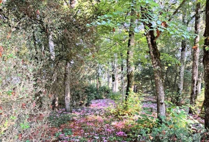 Photos 14 - Prestigious - Propriete à vendre 50 pièces proche de TOURS (37)