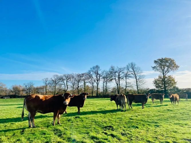 Photos 4 - Equestrian - RARE - CALVADOS – PROPRIETE AGRICOLE DE 100 HECTARES AVEC MAISON DE CARACTERE.