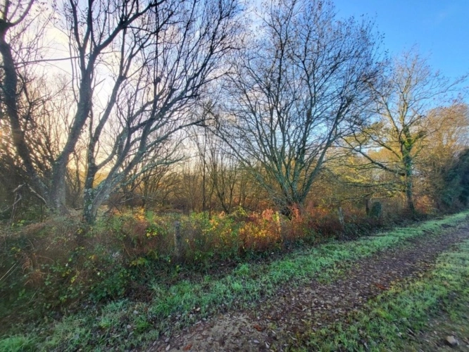 Photos 1 - Forestière - Terrain à vendre  TELGRUC SUR MER (29)