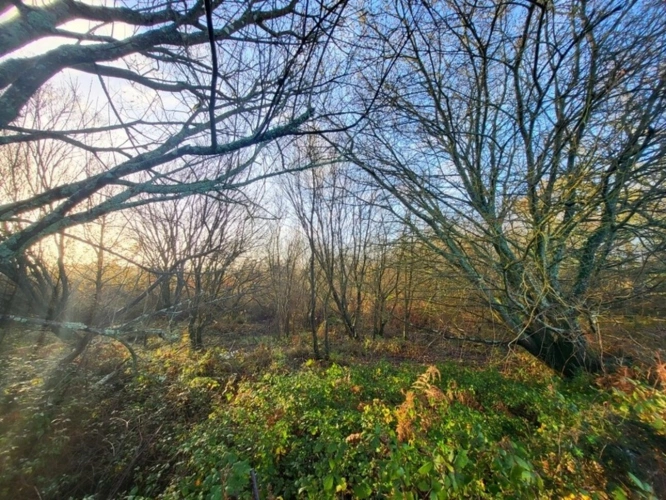Photos 3 - Forestière - Terrain à vendre  TELGRUC SUR MER (29)
