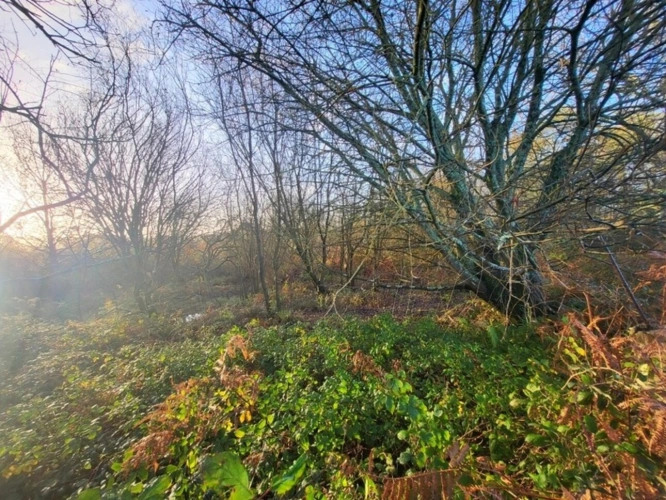 Photos 4 - Forestière - Terrain à vendre  TELGRUC SUR MER (29)