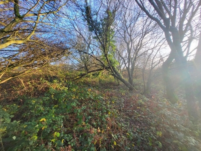 Photos 6 - Forestière - Terrain à vendre  TELGRUC SUR MER (29)