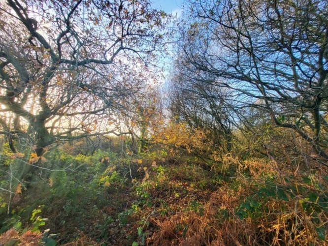 Photos 7 - Forestière - Terrain à vendre  TELGRUC SUR MER (29)