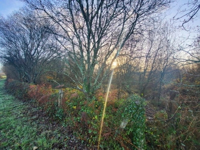 Photos 9 - Forestière - Terrain à vendre  TELGRUC SUR MER (29)