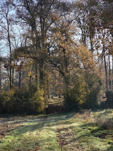 Photos 1 - Forest - Bois de chasse à la palombe 32 GERS