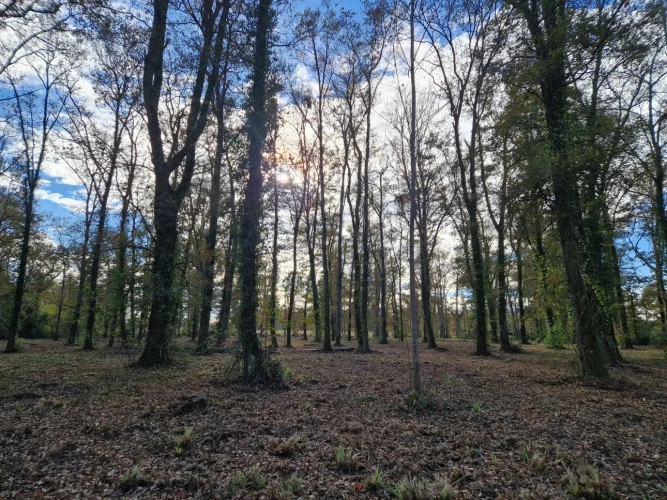 Photos 2 - Forest - Bois de chasse à la palombe 32 GERS