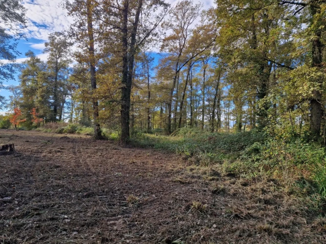 Photos 3 - Forest - Bois de chasse à la palombe 32 GERS