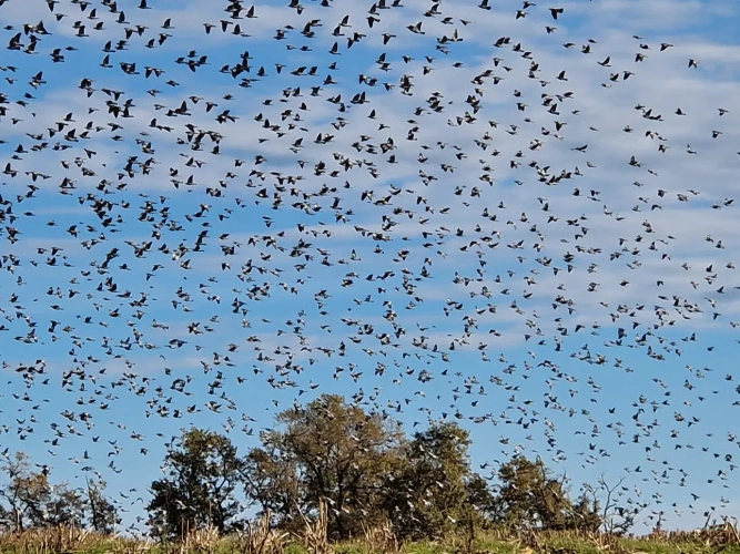 Photos 4 - Forest - Bois de chasse à la palombe 32 GERS