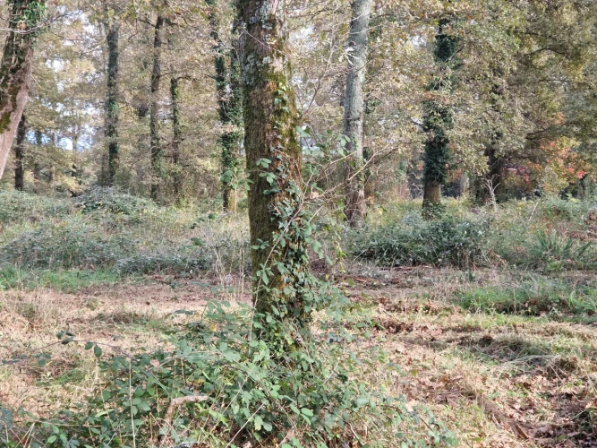 Photos 5 - Forest - Bois de chasse à la palombe 32 GERS