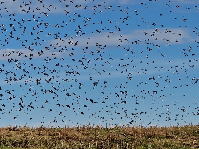 Photos 6 - Forest - Bois de chasse à la palombe 32 GERS