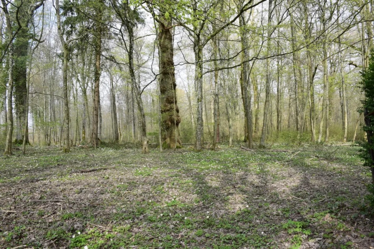 Photos 9 - Forest - Bois de chasse à la palombe 32 GERS