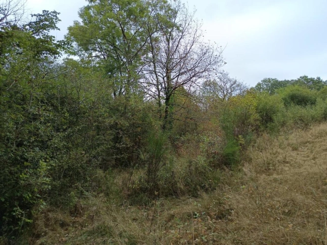 Photos 5 - Land - Agricultural land