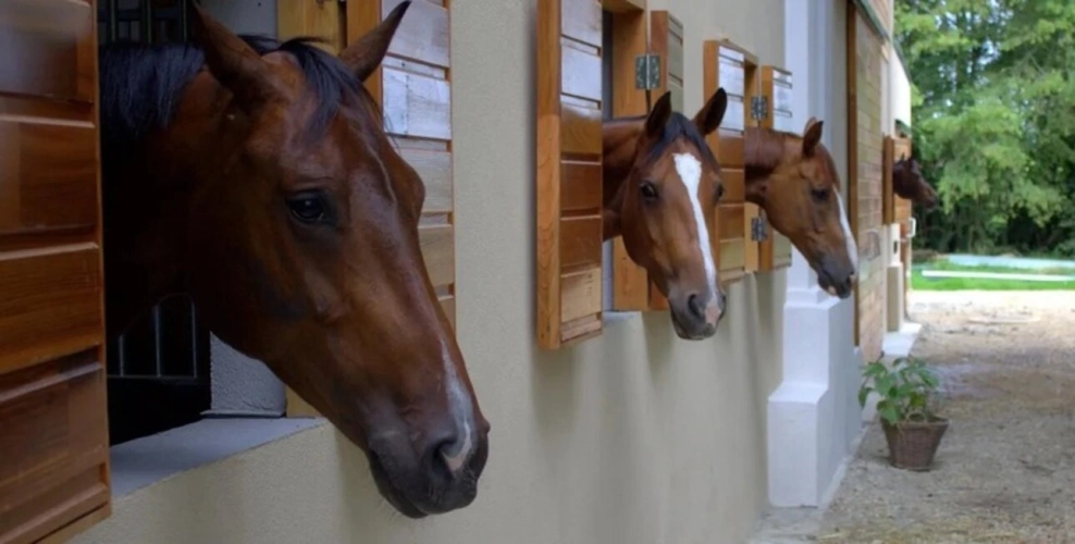 Photos 20 - Équestre - Magnifique château entièrement rénové et propriété équestre à vendre proche de SANCERRE (18)