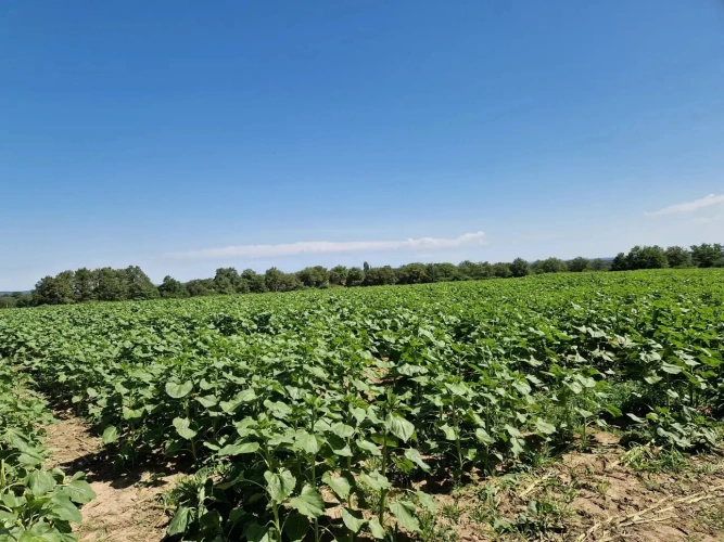 Photos 1 - Agricole - A vendre Allier exploitation de 107 hectares en majorité céréales