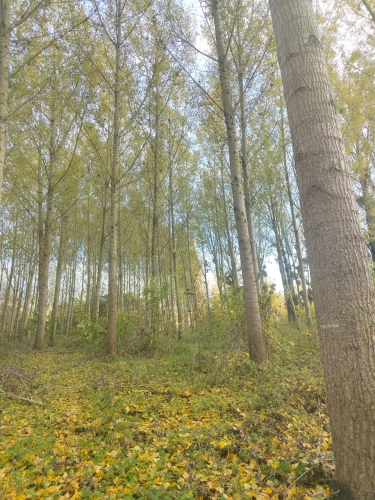 Photos 1 - Forestière - Jeunes peupleraies à fort potentiel sur sol productif – Loiret