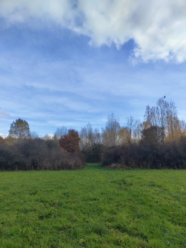 Photos 2 - Forestière - Jeunes peupleraies à fort potentiel sur sol productif – Loiret