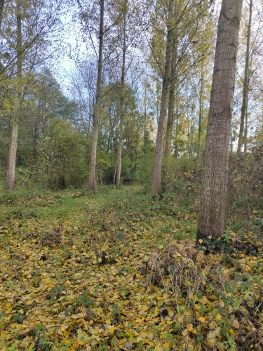 Photos 3 - Forestière - Jeunes peupleraies à fort potentiel sur sol productif – Loiret