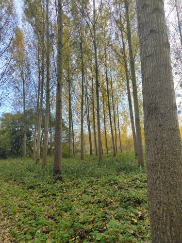 Photos 4 - Forestière - Jeunes peupleraies à fort potentiel sur sol productif – Loiret